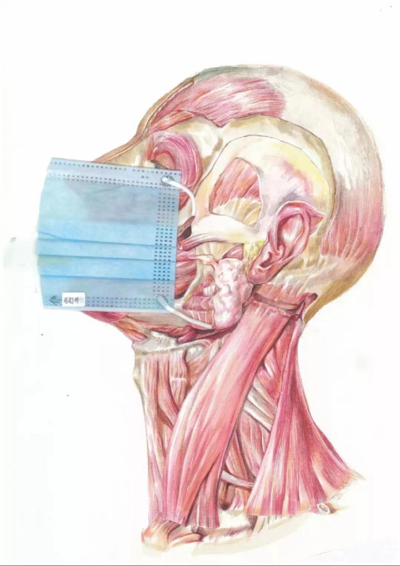 一等奖获奖作品《头颈部的浅深层解剖示图》